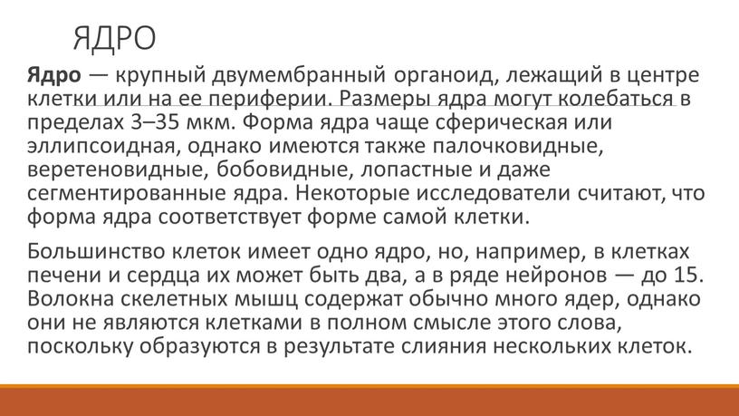 ЯДРО Ядро — крупный двумембранный органоид, лежащий в центре клетки или на ее периферии