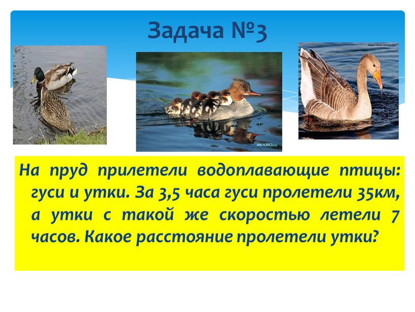 Задача №3 На пруд прилетели водоплавающие птицы: гуси и утки