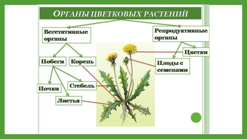 Органы растения