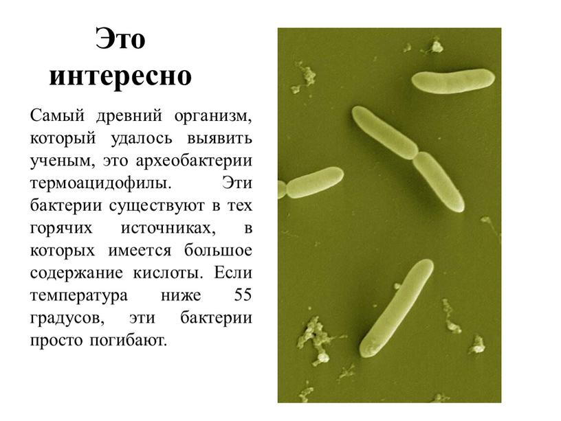 Это интересно Самый древний организм, который удалось выявить ученым, это археобактерии термоацидофилы