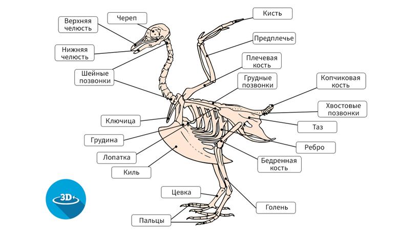 Приспособления птиц к полету: внешнее и внутреннее строение.