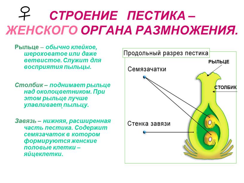 СТРОЕНИЕ ПЕСТИКА – ЖЕНСКОГО