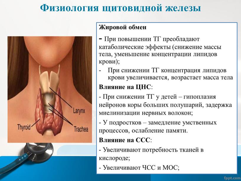 Физиология щитовидной железы Жировой обмен -