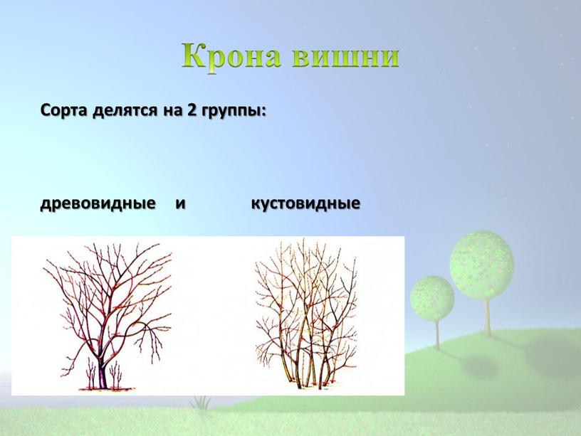 Крона вишни Сорта делятся на 2 группы: древовидные и кустовидные