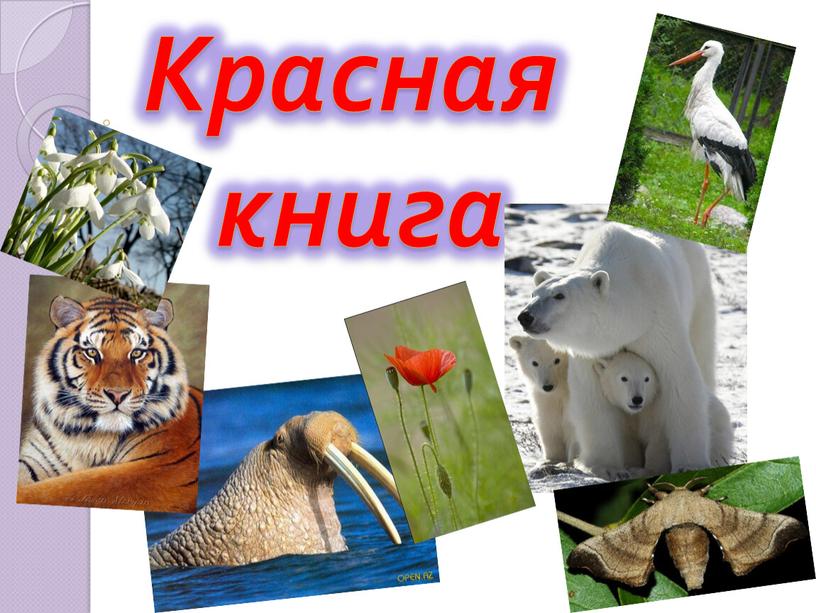 Красная книга