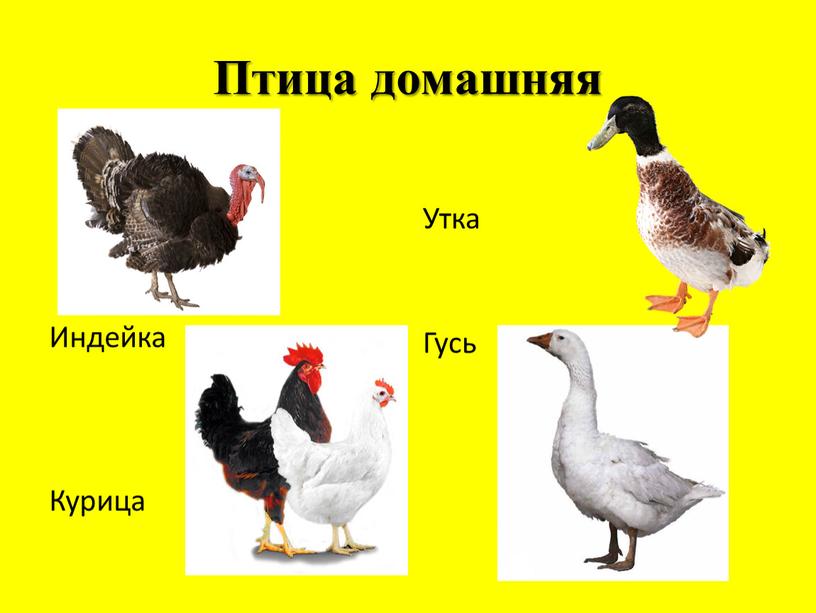 Птица домашняя Индейка Курица Утка