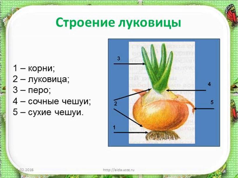 Презентация  " Луковичные"