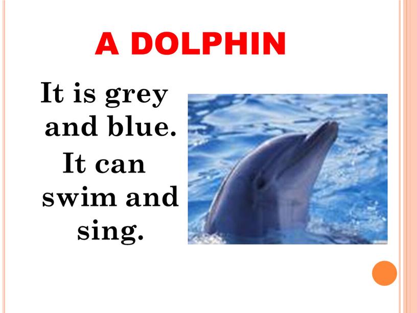 A DOLPHIN It is grey and blue.