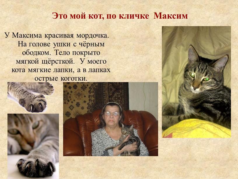 Это мой кот, по кличке Максим