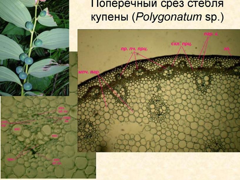 Сравнительная анатомия однолетних растении