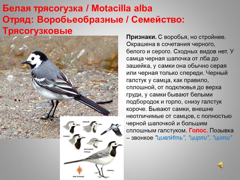 Белая трясогузка / Motacilla alba