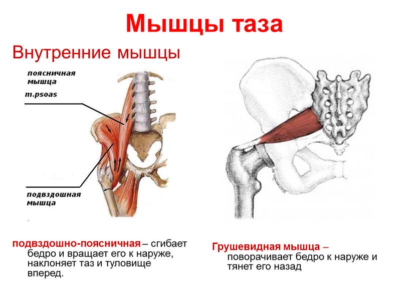 Мышцы таза Внутренние мышцы Грушевидная мышца – поворачивает бедро к наруже и тянет его назад подвздошно-поясничная – сгибает бедро и вращает его к наруже, наклоняет…