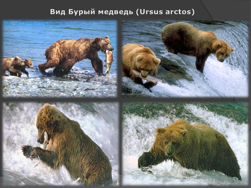 Вид Бурый медведь (Ursus arctos)