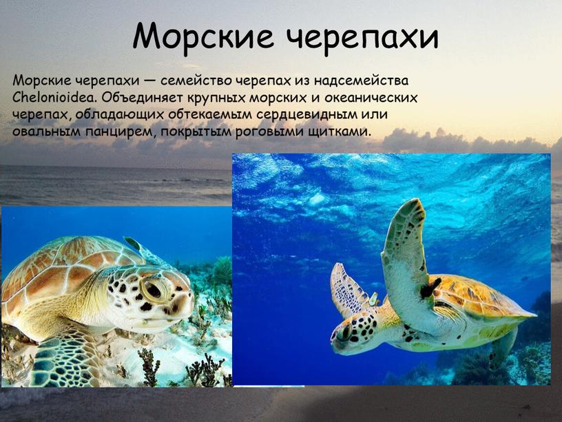 Морские черепахи Морские черепахи — семейство черепах из надсемейства