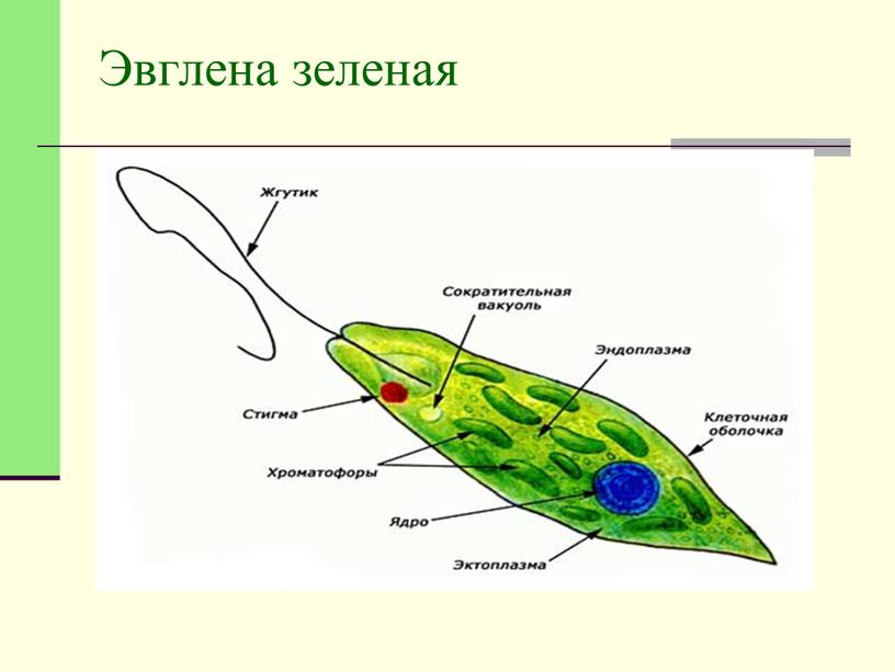 Эвглена зеленая