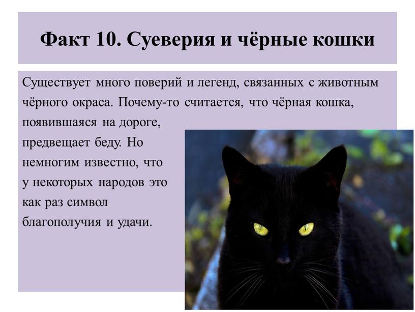 Факт 10. Суеверия и чёрные кошки