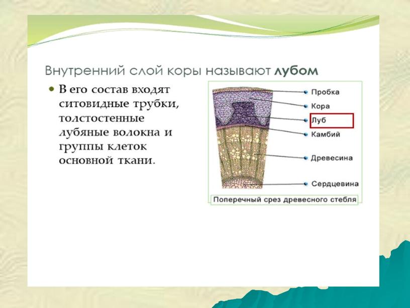 Презентация по теме : Строение стебля