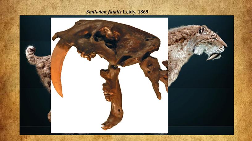 Smilodon fatalis Leidy, 1869