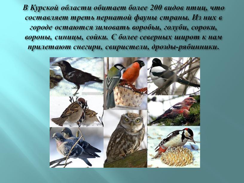 В Курской области обитает более 200 видов птиц, что составляет треть пернатой фауны страны