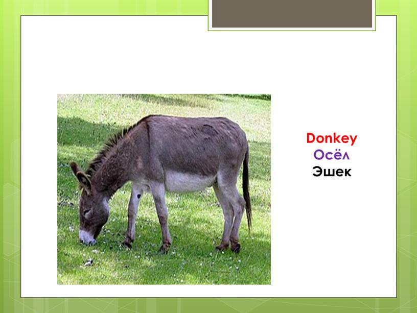 Donkey Осёл Эшек