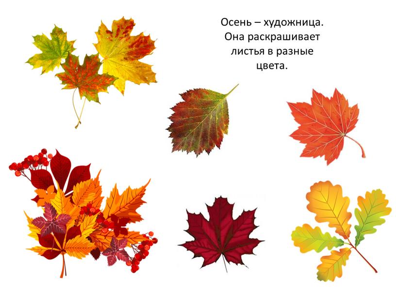 Осень – художница. Она раскрашивает листья в разные цвета
