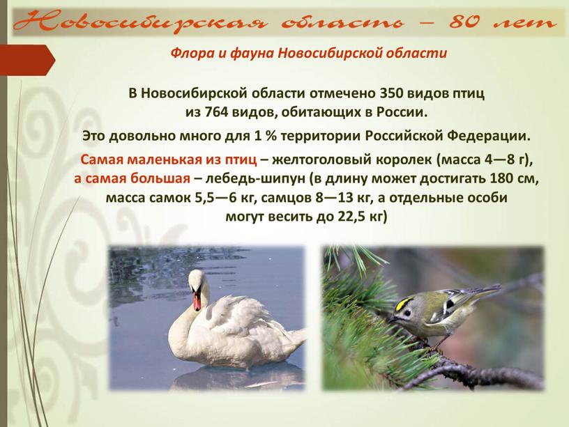 В Новосибирской области отмечено 350 видов птиц из 764 видов, обитающих в