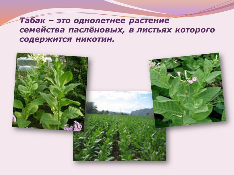 Табак – это однолетнее растение семейства паслёновых, в листьях которого содержится никотин