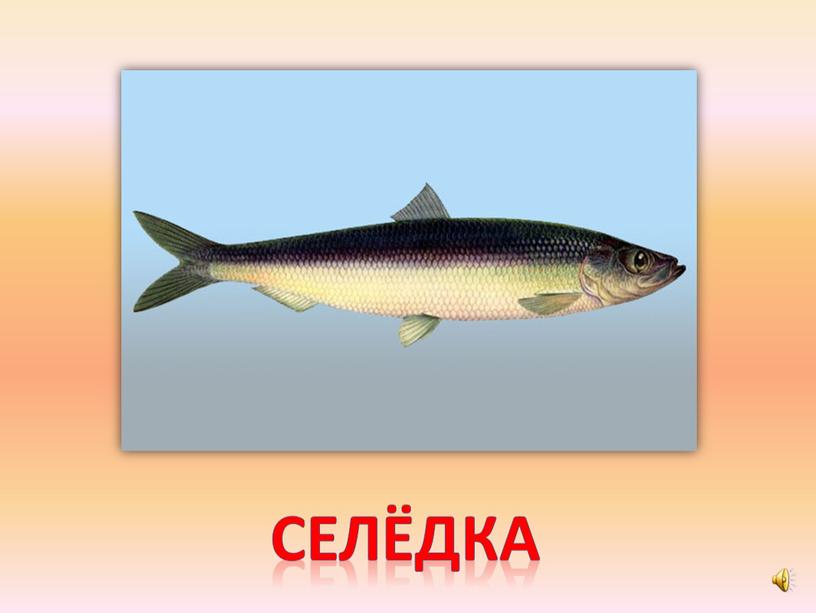 селёдка