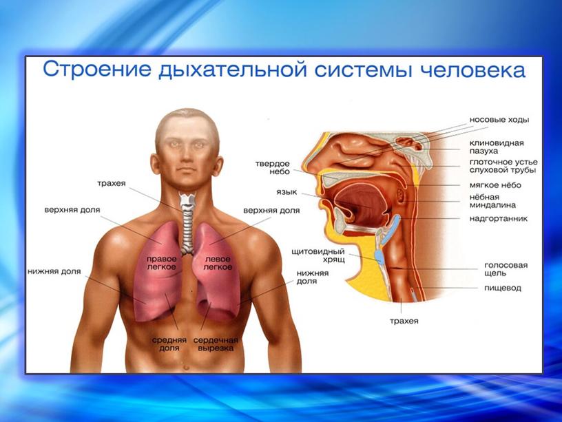 Презентация к уроку биологии на тему "Дыхательная система человека"