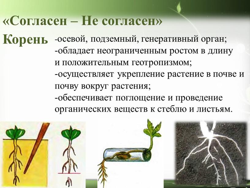 Корень -осевой, подземный, генеративный орган; -обладает неограниченным ростом в длину и положительным геотропизмом; -осуществляет укрепление растение в почве и почву вокруг растения; -обеспечивает поглощение и…