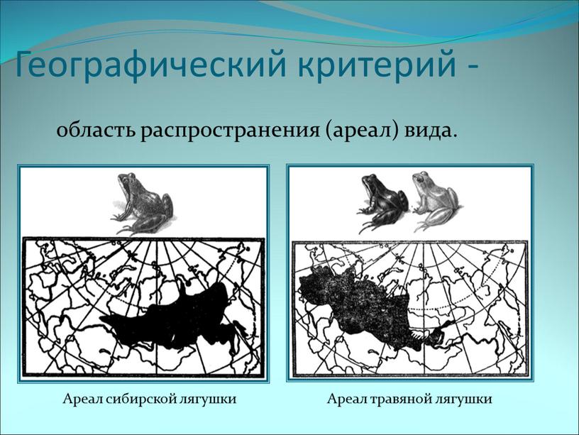 Географический критерий - область распространения (ареал) вида