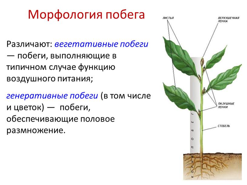 Различают: вегетативные побеги — побеги, выполняющие в типичном случае функцию воздушного питания; генеративные побеги (в том числе и цветок) — побеги, обеспечивающие половое размножение