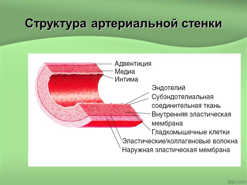 Структура артериальной стенки