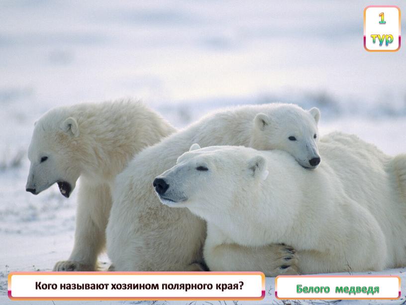 Белого медведя Кого называют хозяином полярного края?