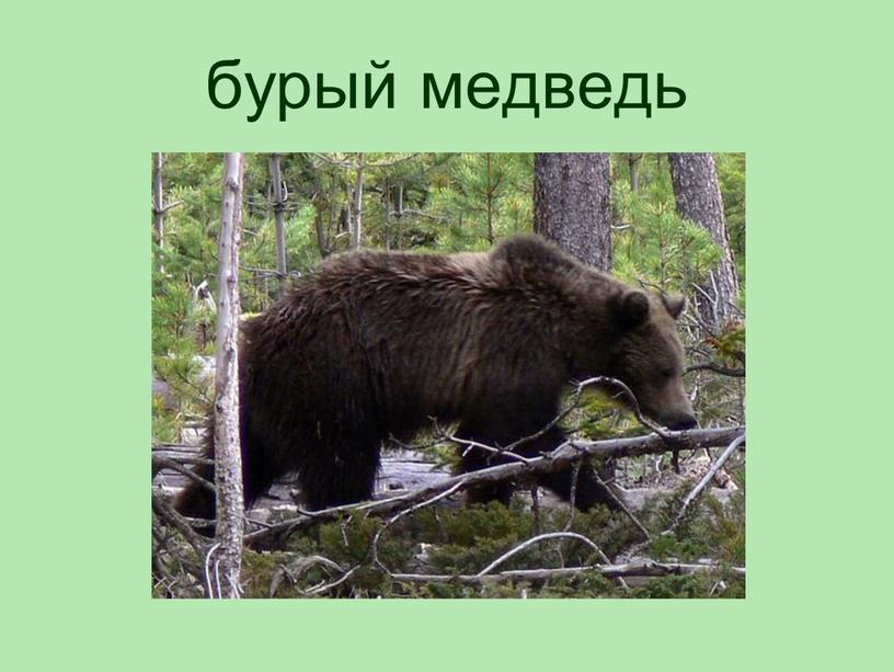 бурый медведь