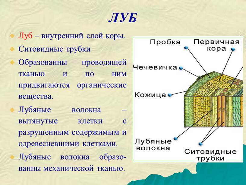 ЛУБ Луб – внутренний слой коры