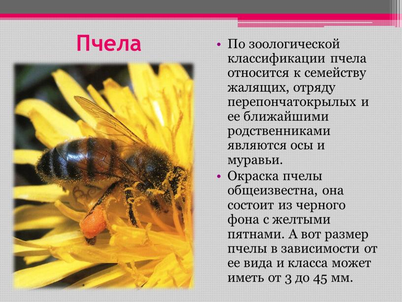 Пчела По зоологической классификации пчела относится к семейству жалящих, отряду перепончатокрылых и ее ближайшими родственниками являются осы и муравьи