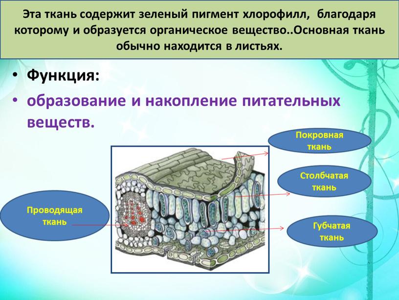 Функция: образование и накопление питательных веществ