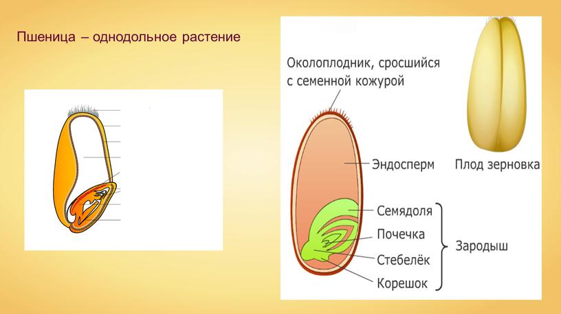 Пшеница – однодольное растение