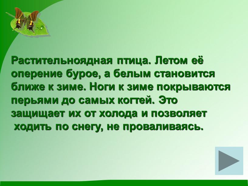 Растительноядная птица. Летом её оперение бурое, а белым становится ближе к зиме