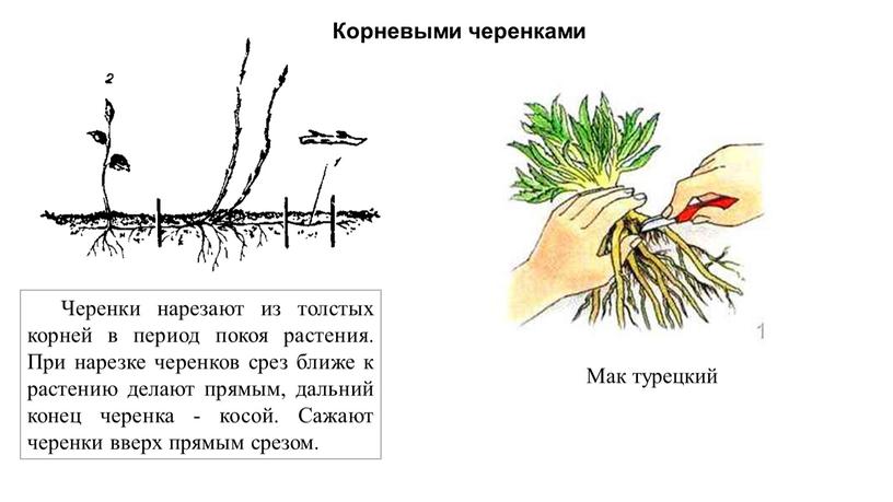 Черенки нарезают из толстых корней в период покоя растения