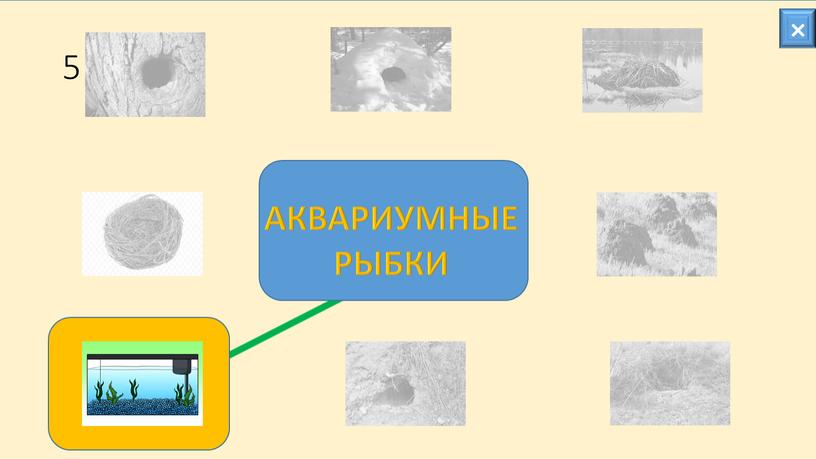 5 × АКВАРИУМНЫЕ РЫБКИ