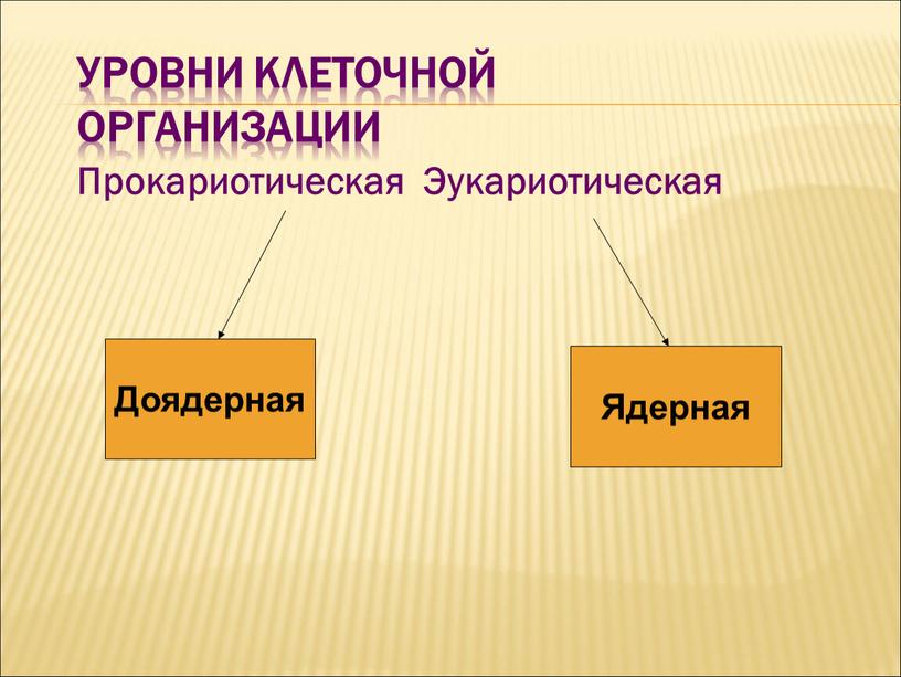 Уровни клеточной организации Прокариотическая