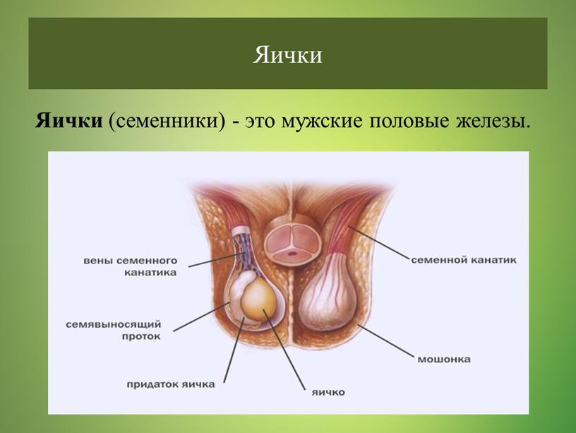 Яички Яички (семенники) - это мужские половые железы