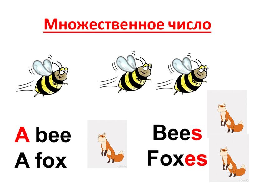 Множественное число A bee A fox