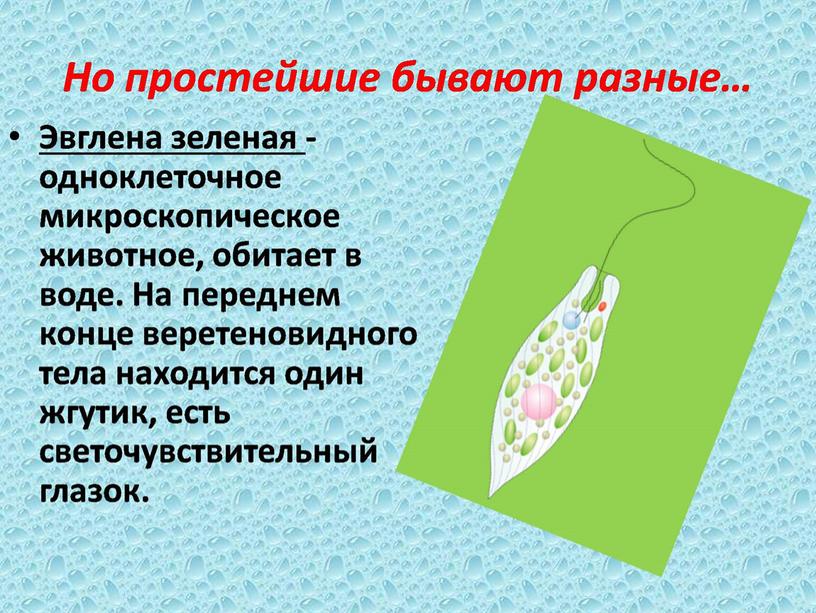 Презентация по окружающему миру по теме "Разнообразие животных".