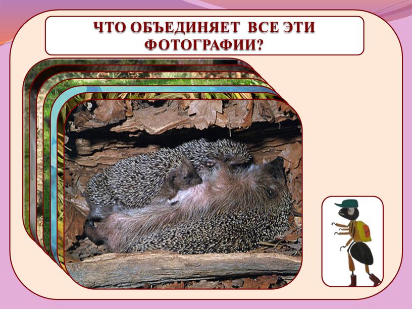 ЧТО ОБЪЕДИНЯЕТ ВСЕ ЭТИ ФОТОГРАФИИ?