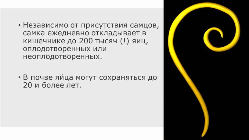 Независимо от присутствия самцов, самка ежедневно откладывает в кишечнике до 200 тысяч (!) яиц, оплодотворенных или неоплодотворенных