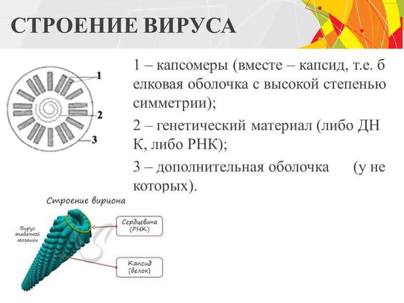 СТРОЕНИЕ ВИРУСА 1 – капсомеры (вместе – капсид, т