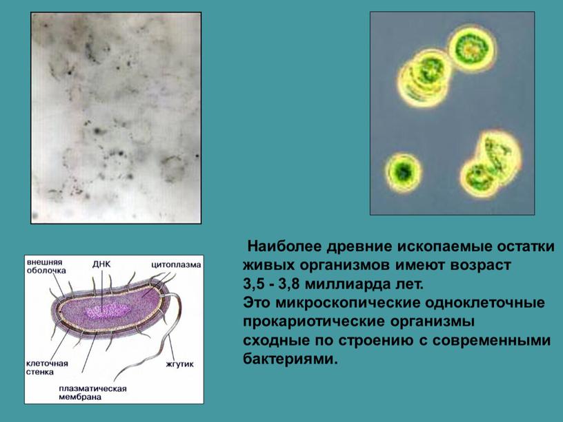 Наиболее древние ископаемые остатки живых организмов имеют возраст 3,5 - 3,8 миллиарда лет